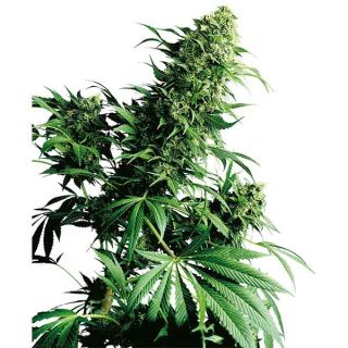 Sensi Seeds - Shiva Shanti Regolare