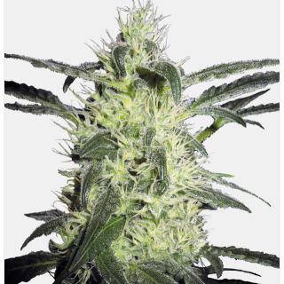 Sensi Seeds - Silver Haze Regolare 10 semi