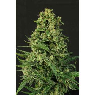 Exotic Seeds - Sir Jack Auto