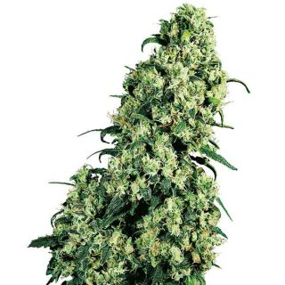 Sensi Seeds - Skunk #1 Regolare