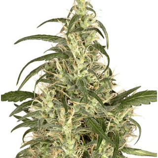 Dutch Passion - Skunk#11 Fem.