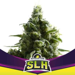 BSF - SLH Super Lemon Haze