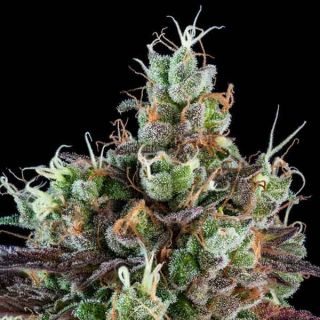 Ripper Seeds - Sour Ripper