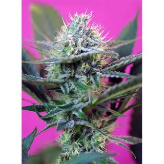 Sweet Seeds - + Speed Auto