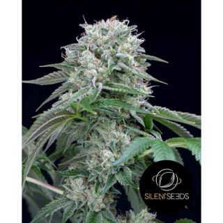Silent Seeds - Starfire OG