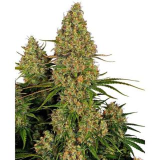 Sensi Seeds - Sticki Orange Auto XXL