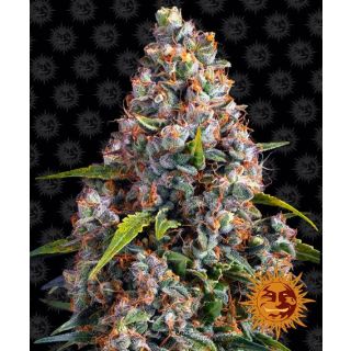 Barney's Farm - Strawberry Cheesecake Auto