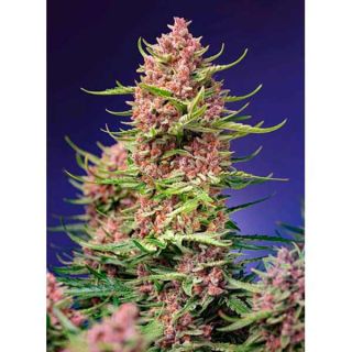 Sweet Seeds - Strawberry Cola Sherbet Fem F1 (3+1) - (5+2)