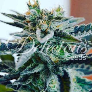 Delicious seeds - Sugar Black Rose - Indica Line