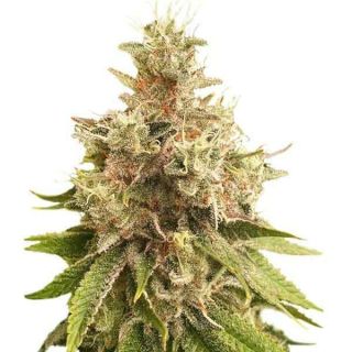 Super Sativa Seed Club - Golden Apple Haze