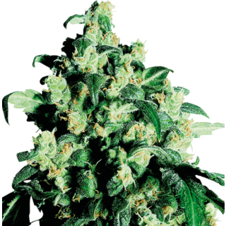 Sensi Seeds - Super Skunk Regolare - 10 semi