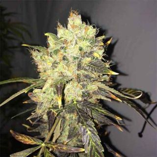 Nirvana Seeds - Supreme CBD Durban Femm