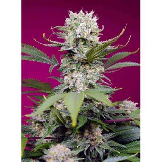 Sweet Seeds - Sweet Mandarine Zkittlez XL Auto (3+1) - (5+2)