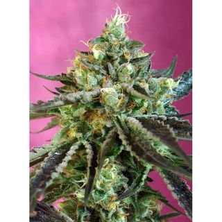 Sweet Seeds - Sweet Nurse Auto CBD