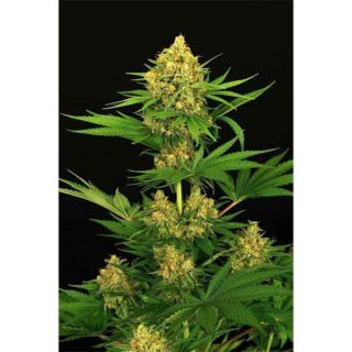 Exotic Seeds - Tangerine Kush