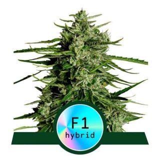 Royal Queen Seeds - Titan F1
