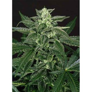 Exotic Seeds - Triple A.A.A. Auto