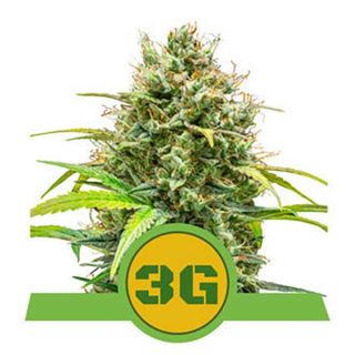 Royal Queen Seeds - Triple G Auto