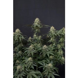 Fast Buds - Tropicana Cookies FF