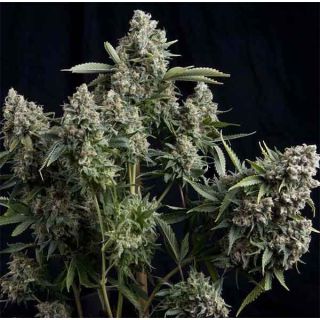 Pyramid Seeds - Tutankhamon