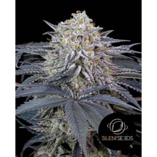 Silent Seeds - Watermelon Runtz