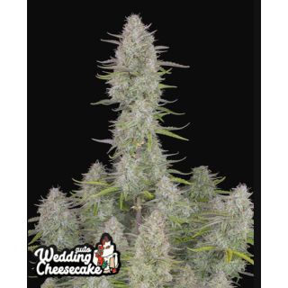 Fast Buds - Wedding Cheesecake FF
