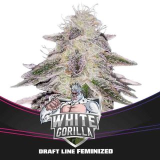 BSF - White Gorilla