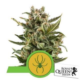 Royal Queen Seeds - White Widow Auto