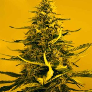 Nirvana Seeds - White Widow Femminizzati