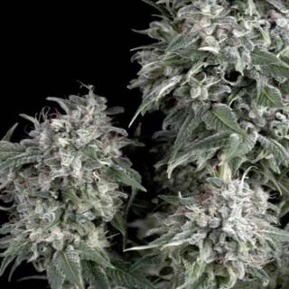 Trikoma Seeds - White Widow
