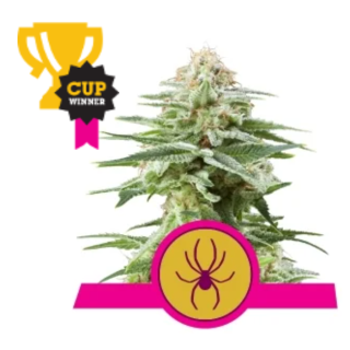 Royal Queen Seeds - White Widow S1