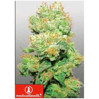Medical Seeds - Y Griega CBD