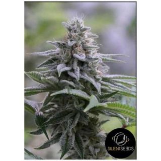 Silent Seeds - Zkittlez 2.0