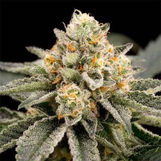 Ripper Seeds - Zombie Bride