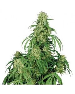 Buddha Seeds - Calamity Jane Auto