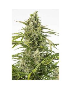 Dinafem - Cheese Autofiorente CBD