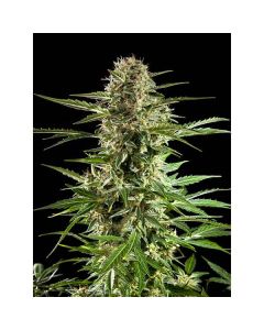Philosopher Seeds - Cheesy Auto CBD