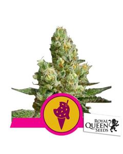 Royal Queen Seeds - Cookies Gelato