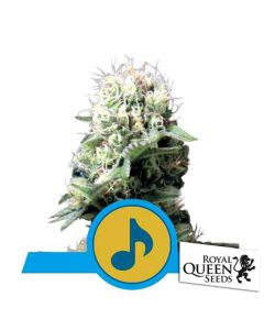 Royal Queen Seeds - Dance World