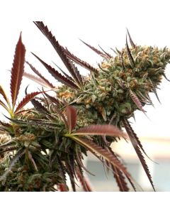 Humboldt Seed Organization - Ghost of NYC