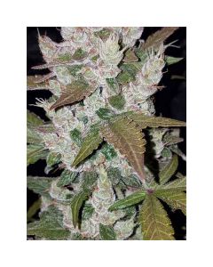 Fast Buds - Girl Scout Cookies Auto
