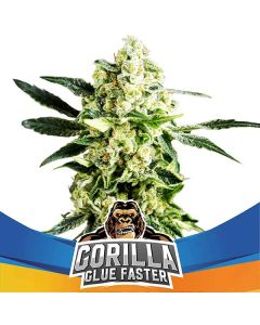 BSF - Gorilla Glue Faster
