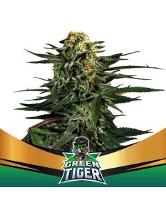 BSF - Green Tiger Faster