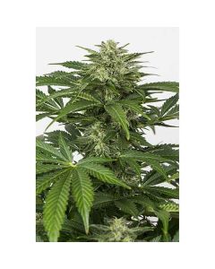 Dinafem - Haze Autofiorente CBD