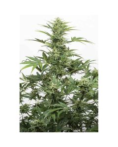 Dinafem - Industrial Plant Autoflowering CBD
