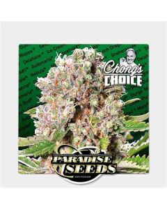 Paradise Seeds - Mendocino Skunk