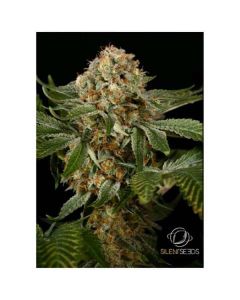 Silent Seeds - OG Kush