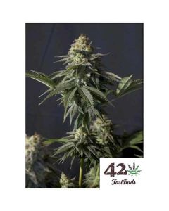 Fast Buds - Orange Sherbet FF