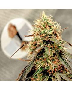Dutch Passion - Power Plant Auto