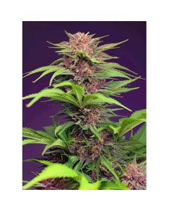 Sweet Seeds - Red Mimosa XL Auto (3+1) - (5+2)